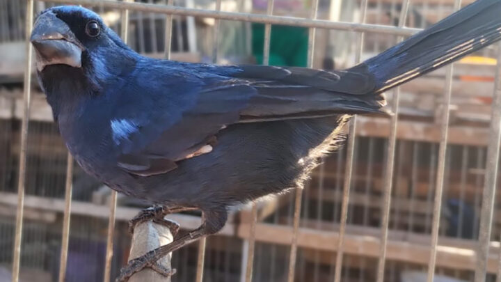 Recuperaron más de 40 aves en cautiverio en operativos de Policía Ambiental