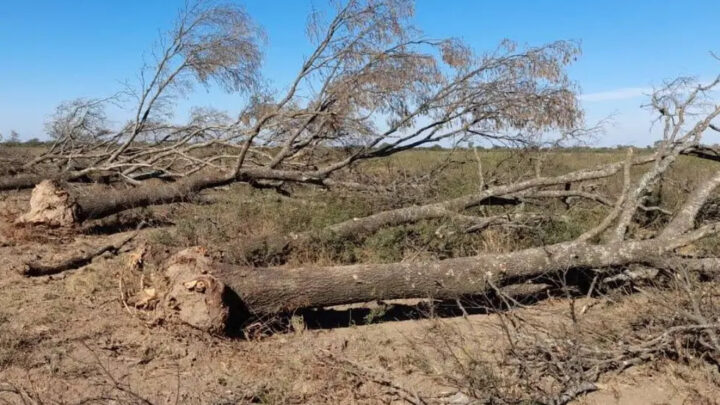 Parque Nacional Ansenuza: agredieron a dos guardaparques al detectar un desmonte