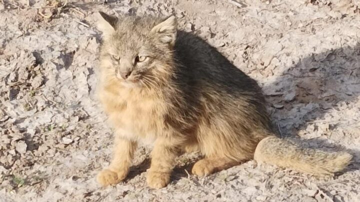 Descubren otra especie de felino que habita la reserva de Ansenuza
