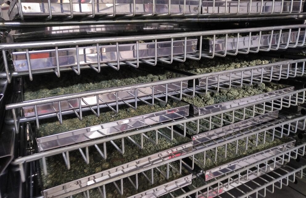 Pime de Freyre fabrica insumos para cultivos a base de hongos