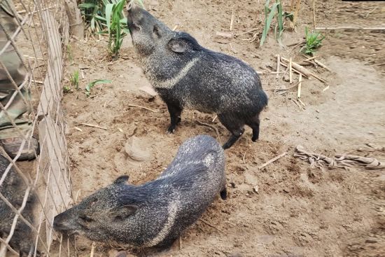 Policía Ambiental rescató animales en cautiverio en La Para