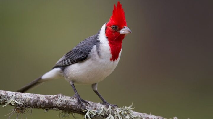 Rescataron aves en cautiverio en El Fuertecito