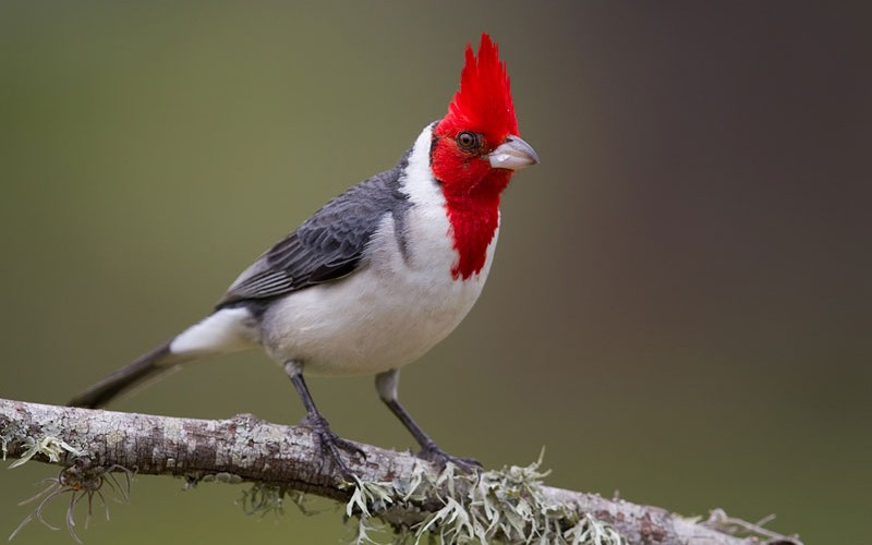 Rescataron aves en cautiverio en El Fuertecito