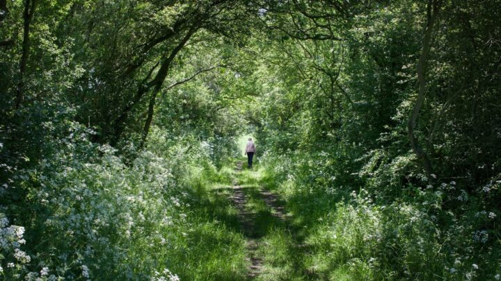 Córdoba: convocan a inscripción para el pago por Servicios Ambientales a propietarios de tierras con bosque nativo