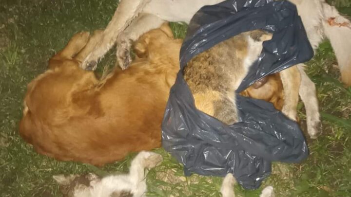 Conmoción en Balnearia por la matanza de animales en el centro de la localidad