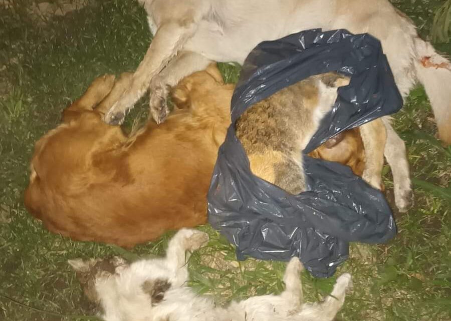 Conmoción en Balnearia por la matanza de animales en el centro de la localidad Conmoción en Balnearia por la matanza de animales en el centro de la localidad