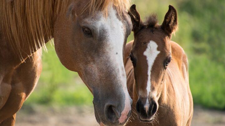 Arroyito lanza un censo equino