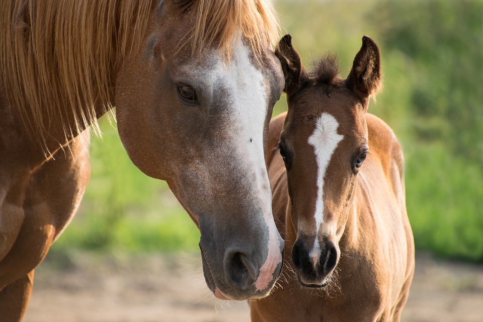 Arroyito lanza un censo equino Arroyito lanza un censo equino