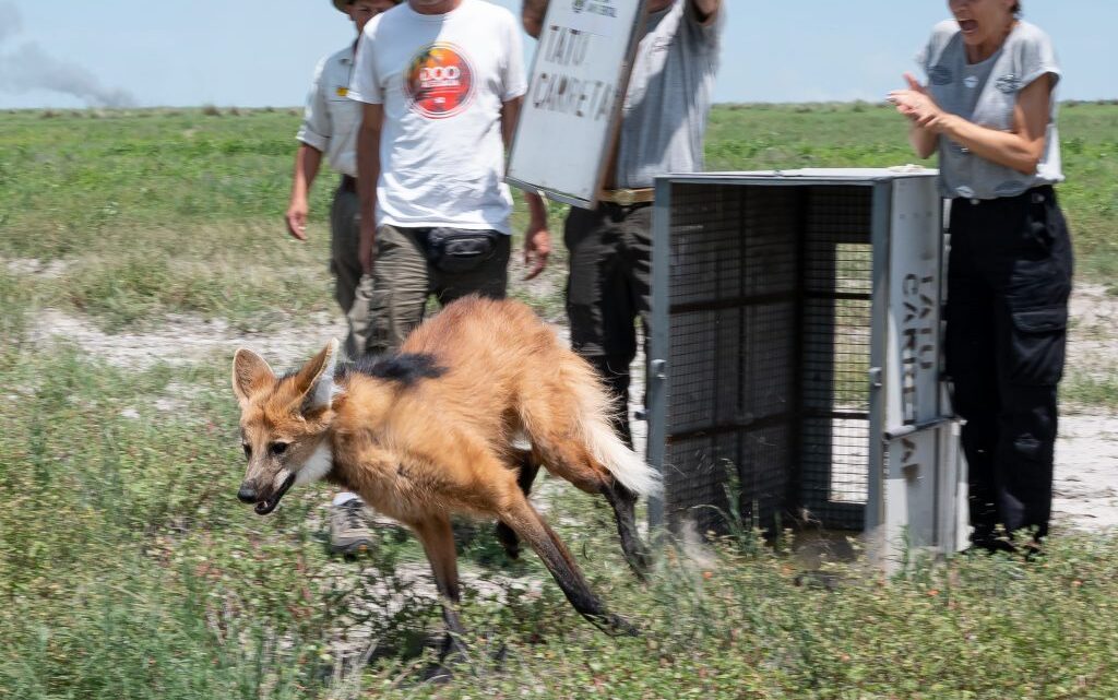 Liberaron a un Aguará Guazú recuperado