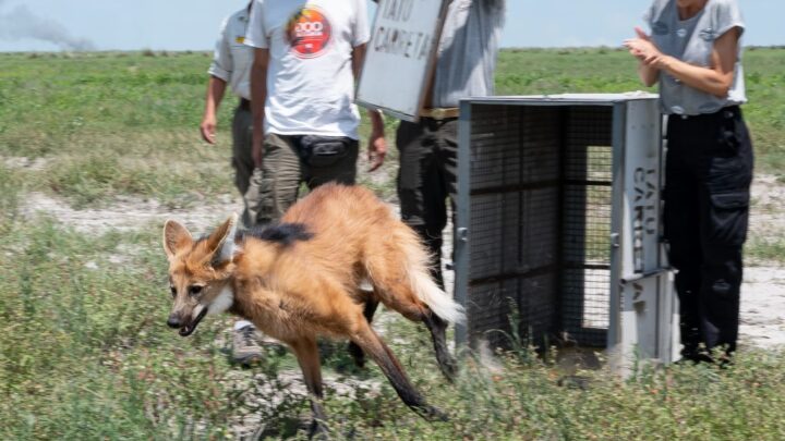 Liberaron a un Aguará Guazú recuperado