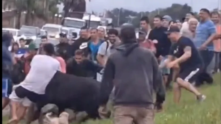 ¿Locura o necesidad? Saquearon un camión con animales que volcó cerca de Río Cuarto