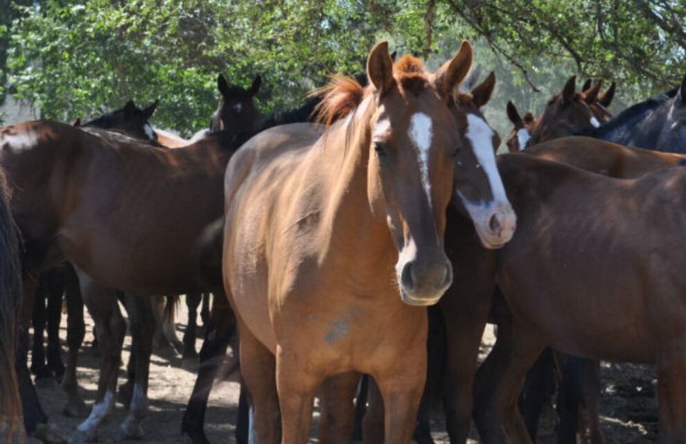 Córdoba informó el primer fallecimiento por encefalitis equina Córdoba informó el primer fallecimiento por encefalitis equina
