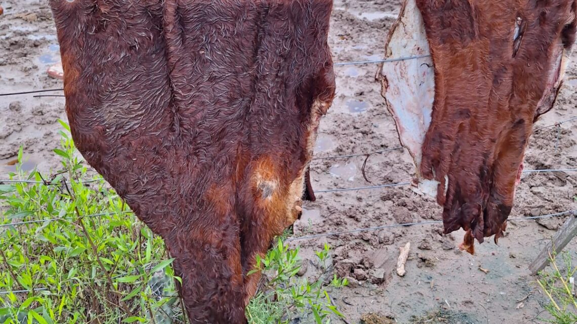 Robaron un ternero y a otro lo carnearon clandestinamente en el mismo campo Robaron un ternero y a otro lo carnearon clandestinamente en el mismo campo
