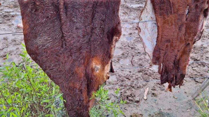 Robaron un ternero y a otro lo carnearon clandestinamente en el mismo campo