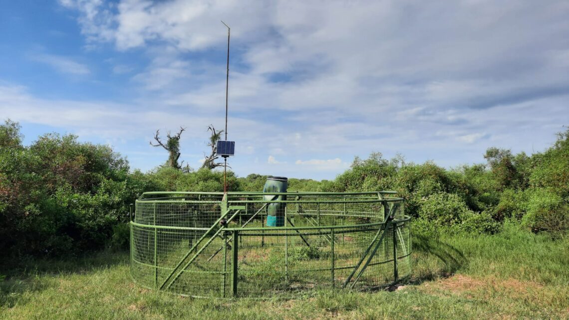Ansenuza: Parques Nacionales denunció el robo de una trampa para captura de chanchos cimarrones Ansenuza: Parques Nacionales denunció el robo de una trampa para captura de chanchos cimarrones