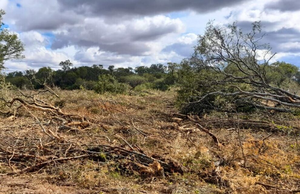 Ambiente frenó desmontes ilegales en Altos de Chipión, Arroyito y otras 4 localidades Ambiente frenó desmontes ilegales en Altos de Chipión, Arroyito y otras 4 localidades