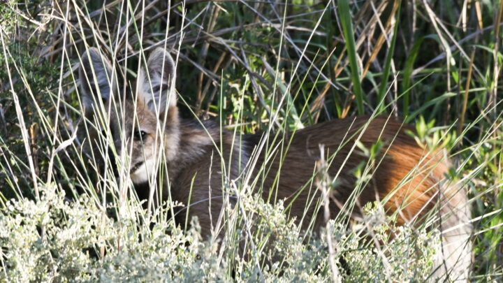 Ansenuza: avistan ejemplares de aguará guazú en la ruta 17