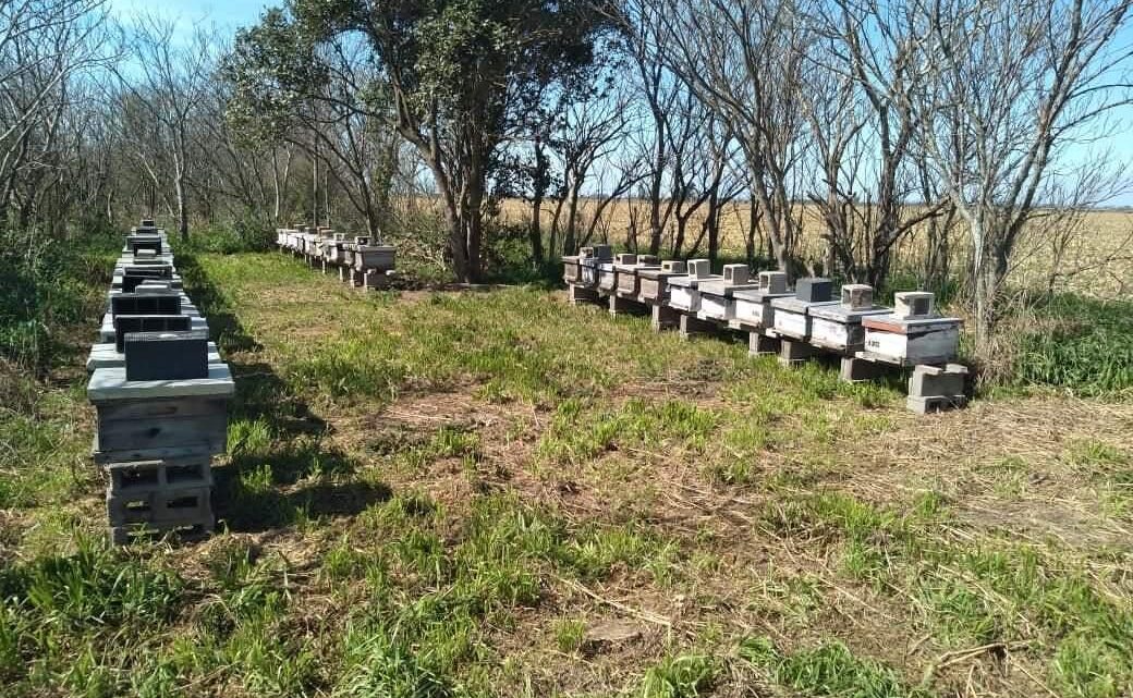 Denuncian robo de colmenas en colonia San Pedro