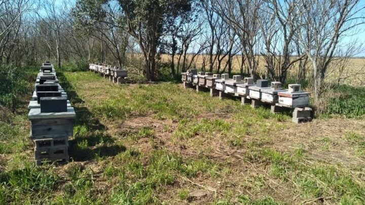 Denuncian robo de colmenas en colonia San Pedro