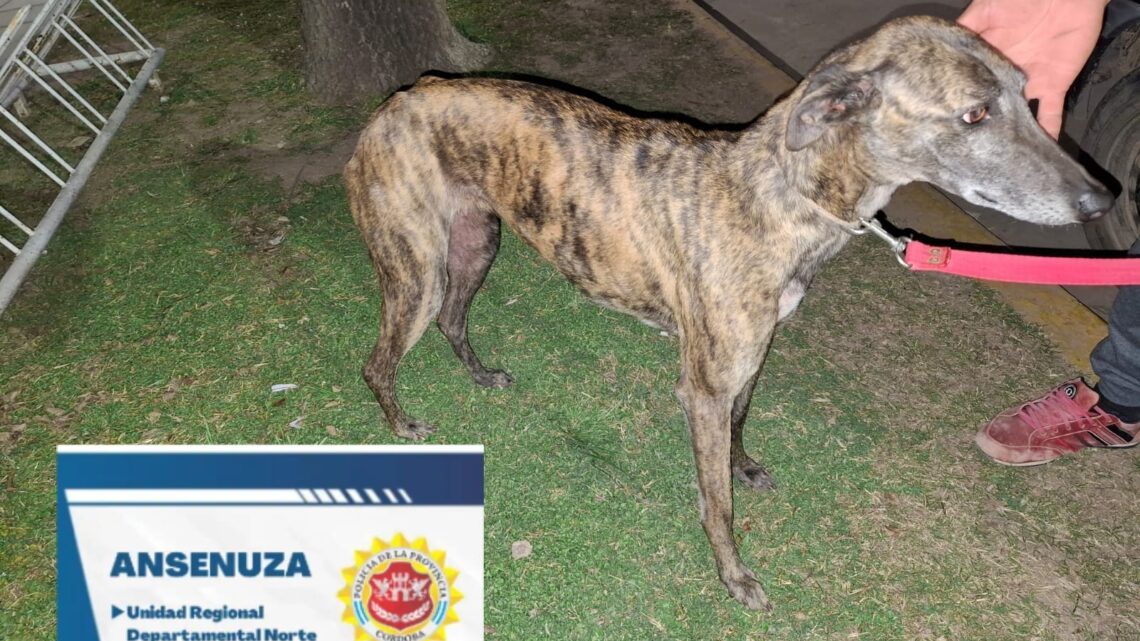 Robó un perro y pedía rescate: fue detenido en Brinkmann Robó un perro y pedía rescate: fue detenido en Brinkmann