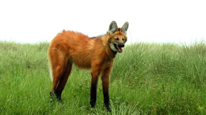 Ambiente: Córdoba declaró a ocho especies animales como Monumentos Naturales
