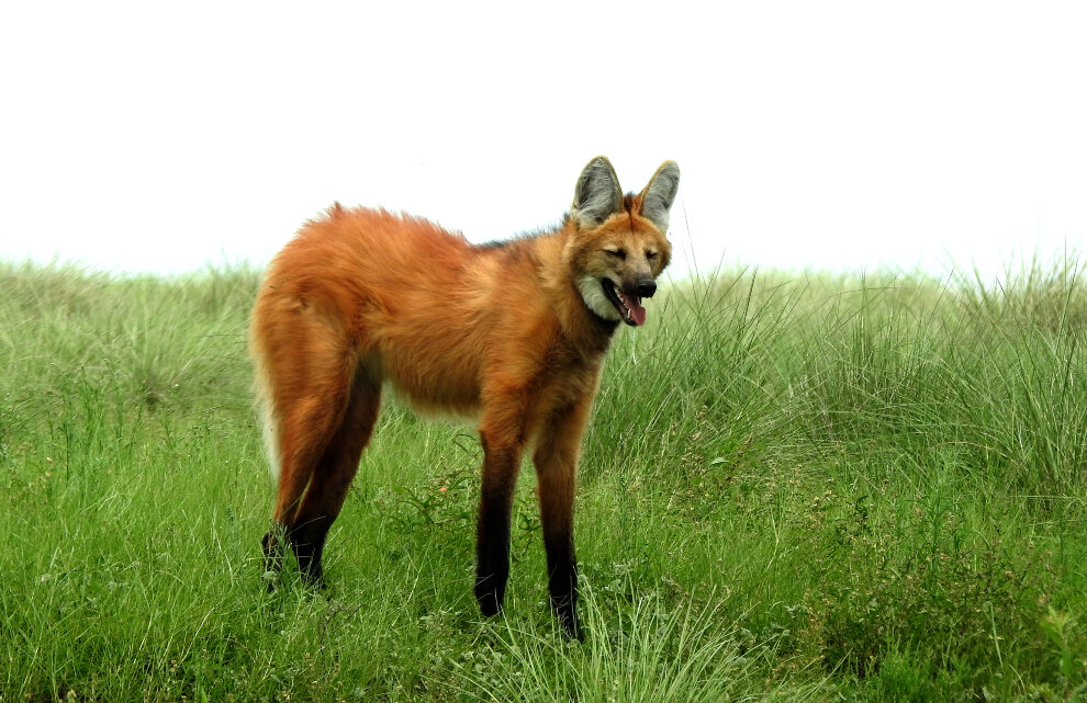 Ambiente: Córdoba declaró a ocho especies animales como Monumentos Naturales Ambiente: Córdoba declaró a ocho especies animales como Monumentos Naturales