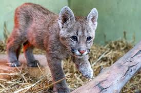 Un año de prisión condicional para el joven que mató un cachorro de puma en La Playosa