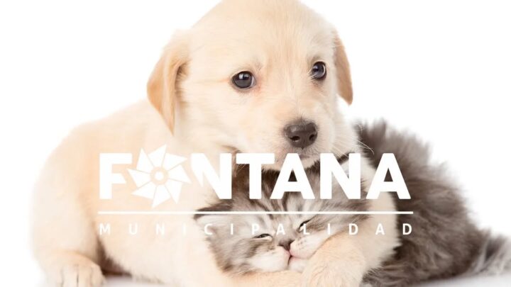 Villa Fontana avanza en el control responsable de mascotas con nueva jornada de castraciones