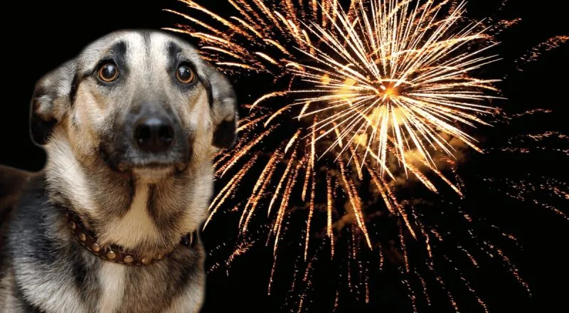 Arroyito: más de 50 perros desaparecieron tras los festejos navideños con pirotecnia