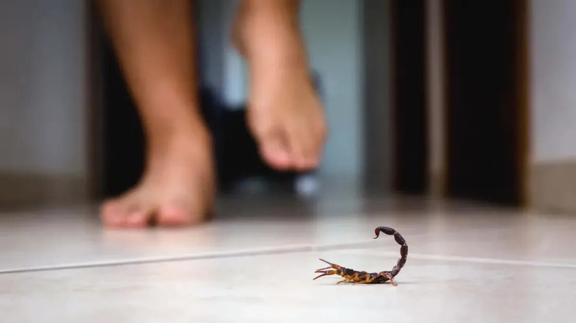 Faltan sueros antialacrán en la región y crece la preocupación sanitaria