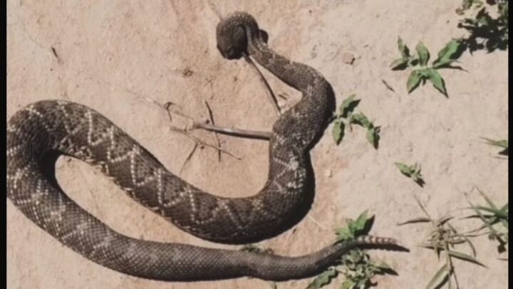 Altos de Chipión: preocupación por la aparición de serpientes en zonas urbanas