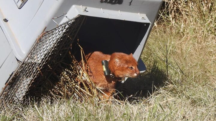 Altos de Chipión: liberan un yaguarundí con collar de rastreo satelital