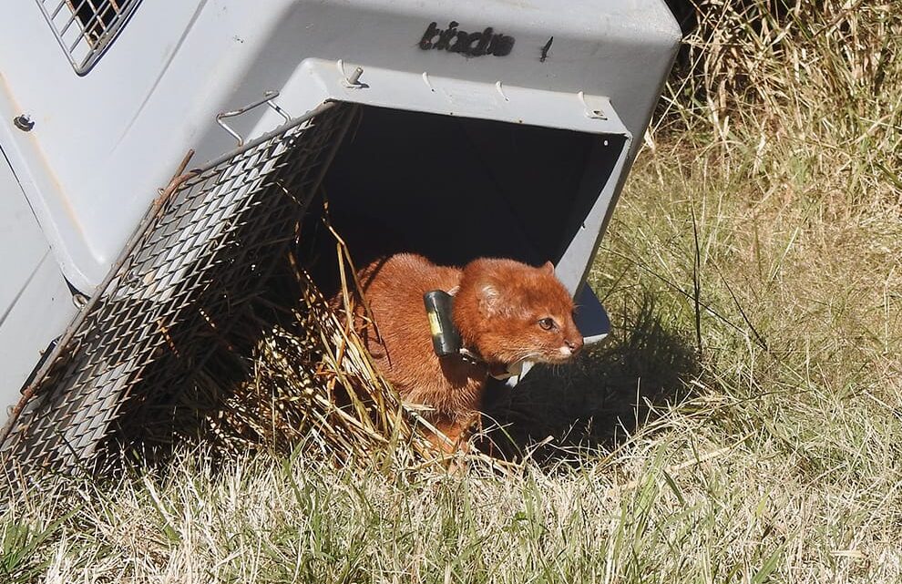 Altos de Chipión: liberan un yaguarundí con collar de rastreo satelital