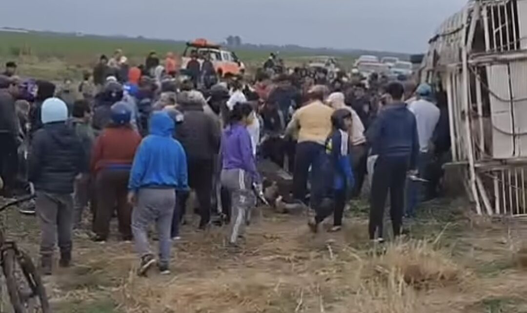 Morteros: Imputarán a personas que intentaron faenar animales tras el vuelco de un camión