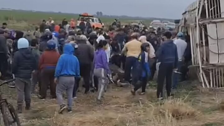 Morteros: Imputarán a personas que intentaron faenar animales tras el vuelco de un camión